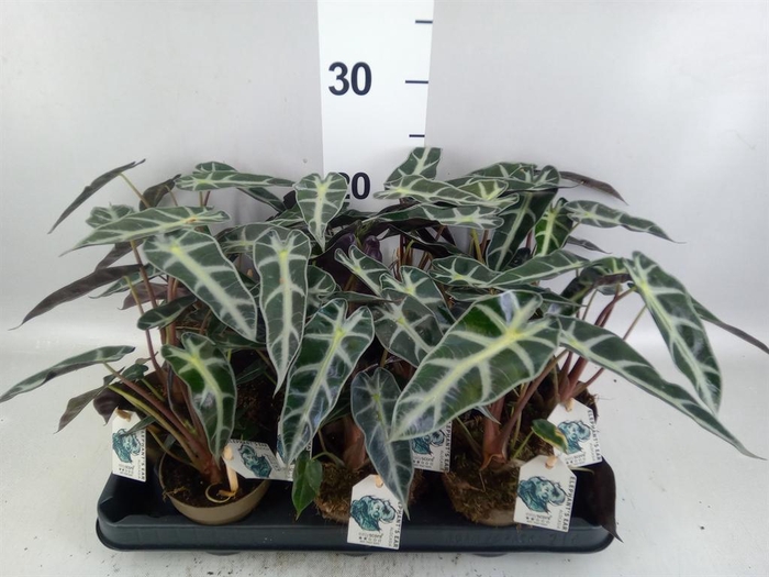 <h4>Alocasia amazonica</h4>