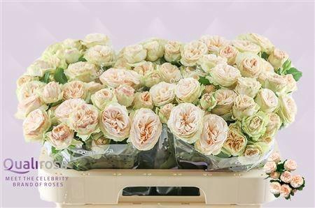 <h4>R TR GEN TRENDSETTER</h4>