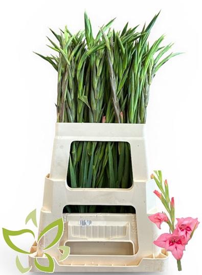 <h4>Gladiolus nanus 'Summer Love'</h4>