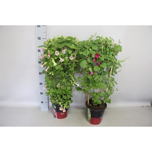 'Weekaanbieding: Lofos 19cm Rek