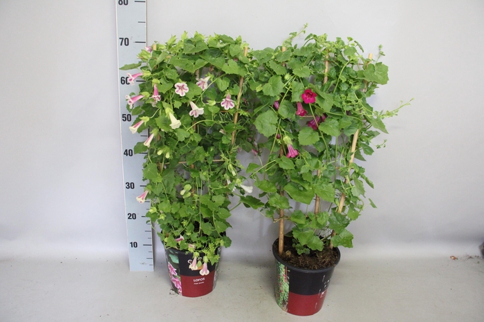 <h4>'Weekaanbieding: Lofos 19cm Rek</h4>