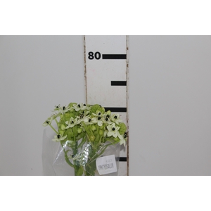 ORNITHOGALUM SAUNDERSIAE 070 CM