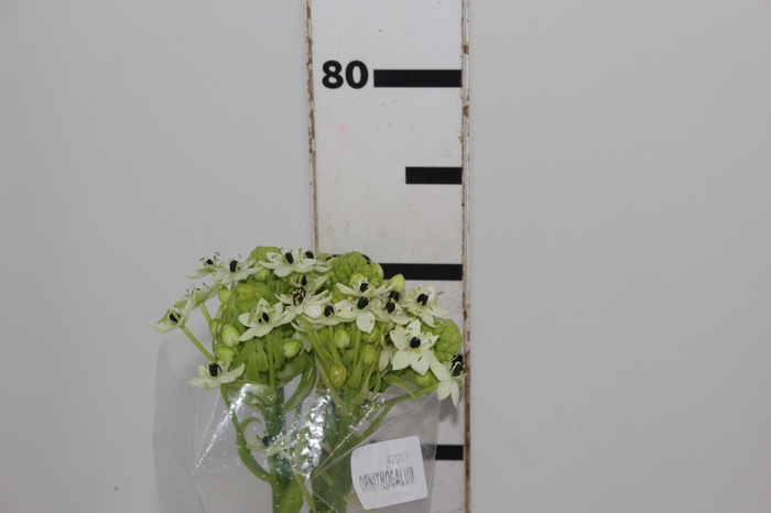 <h4>ORNITHOGALUM SAUNDERSIAE 070 CM</h4>