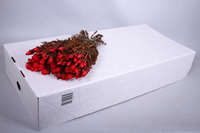 Kaaps Groen Phaenocoma Red