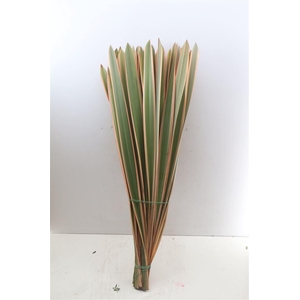 Phormium Rood