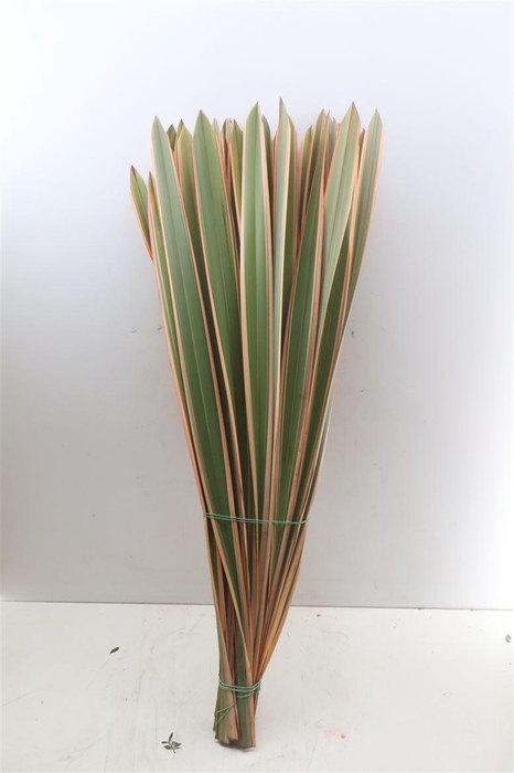<h4>Phormium Rood</h4>
