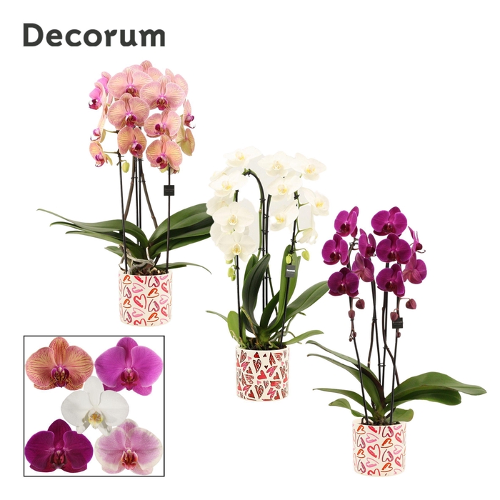 <h4>Phalaenopsis cascade 2 tak mix in Julia (Deco-collection)</h4>