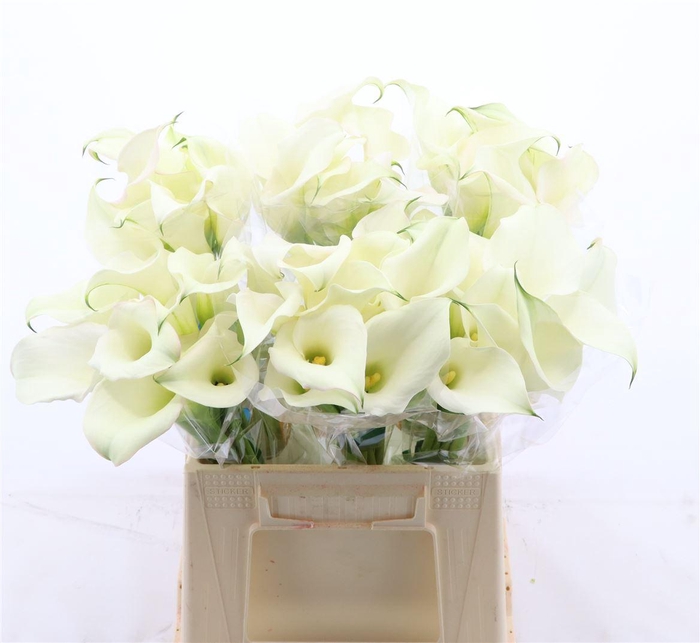 <h4>Calla Ventura</h4>