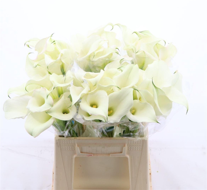 <h4>Calla Ventura</h4>