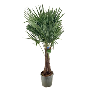 Trachycarpus fortunei