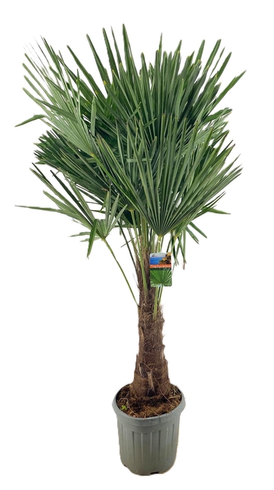 <h4>Trachycarpus fortunei</h4>