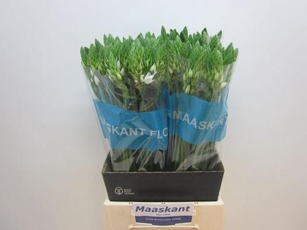 <h4>ORNIT THYRSOIDES</h4>