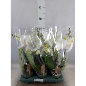Phalaenopsis  'Spirit White'
