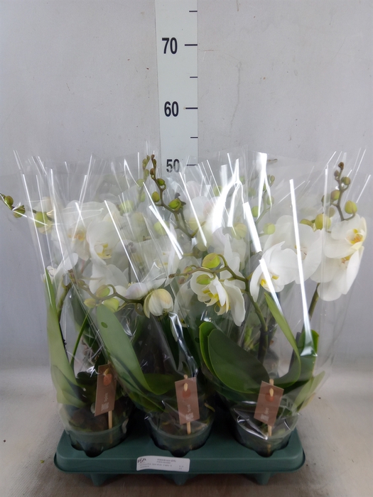 <h4>Phalaenopsis  'Spirit White'</h4>