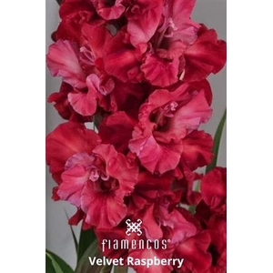 Glad Gr Flam Velvet Raspberry