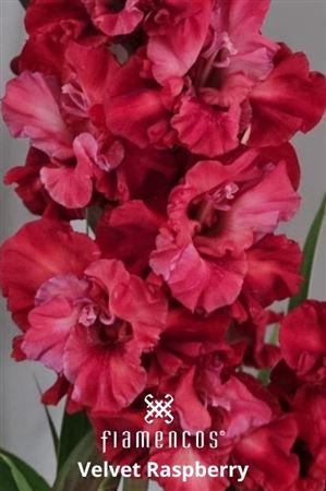 <h4>Glad Gr Flam Velvet Raspberry</h4>