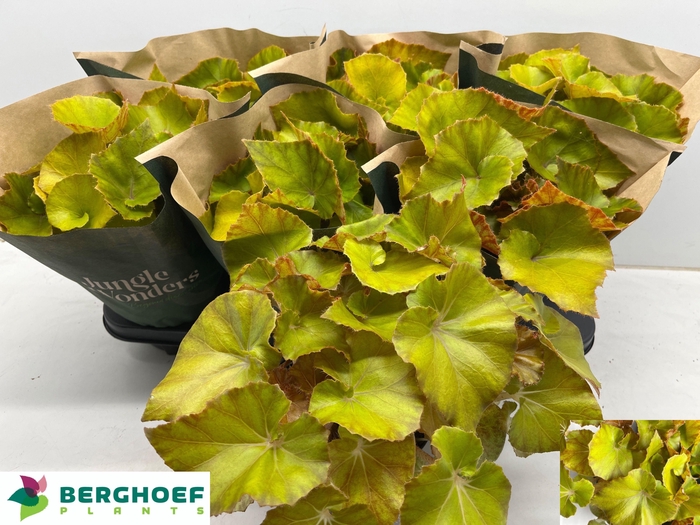 <h4>BEG BLAD OV</h4>