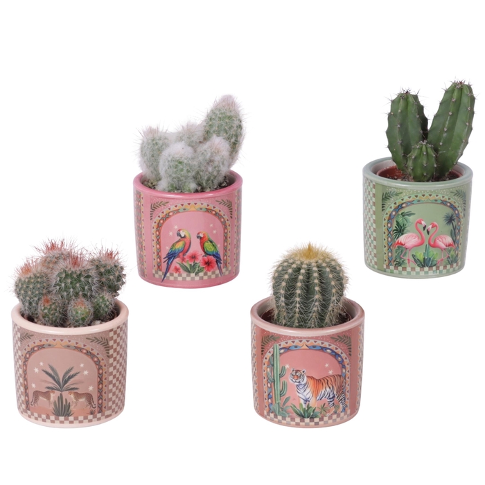 <h4>Cactus mix Ø5,5 cm in Ceramic Pot Exotic Animals Ø07cm</h4>
