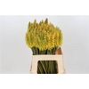 Kniphofia Sun Yellow