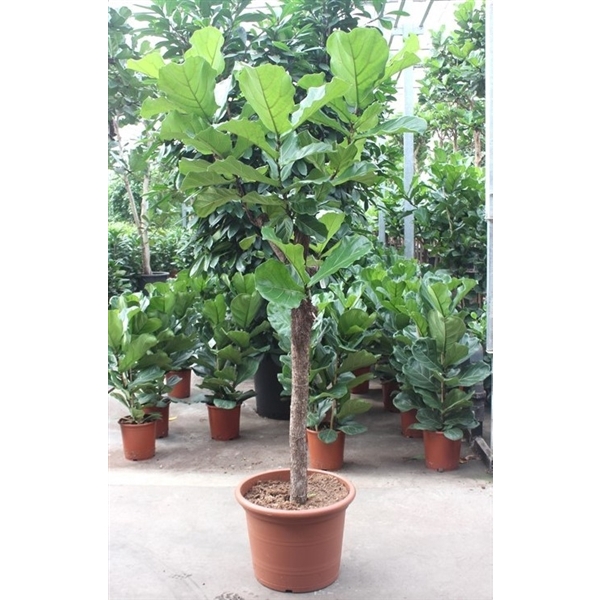 <h4>Ficus lyrata</h4>