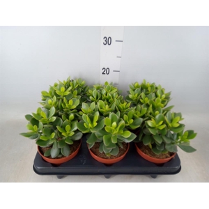 Crassula  'Minova Magic'