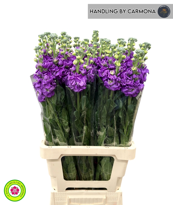 <h4>MATTH IRON PURPLE</h4>