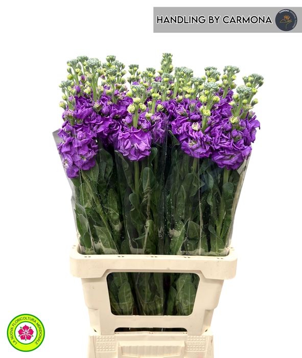 <h4>MATTH IRON PURPLE</h4>