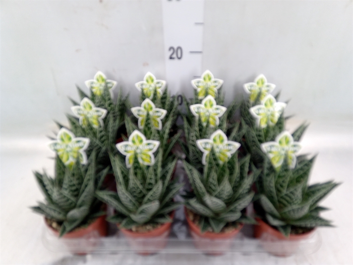 <h4>Aloe aristata 'Tiki Tahi'</h4>