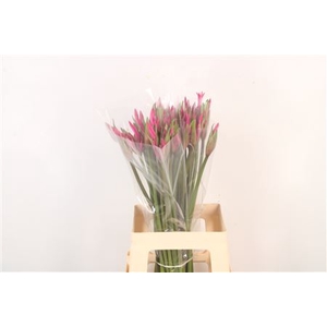 Amarine Bd Anastasia