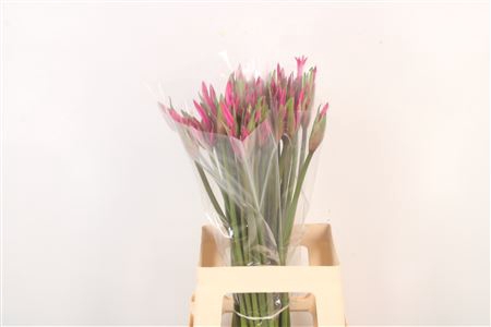 <h4>Amarine Bd Anastasia</h4>