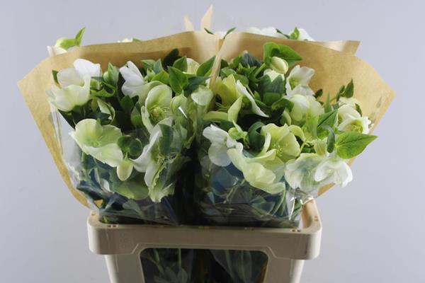 <h4>Helleb Queens White</h4>