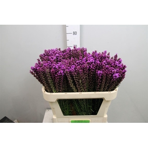 Liatris Callilepis