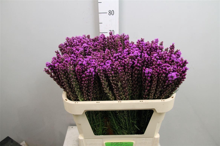 <h4>Liatris Callilepis</h4>