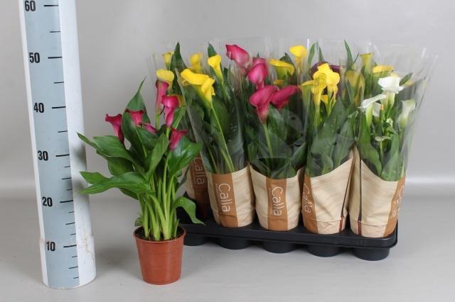 <h4>ZANT GEM 5 KL</h4>