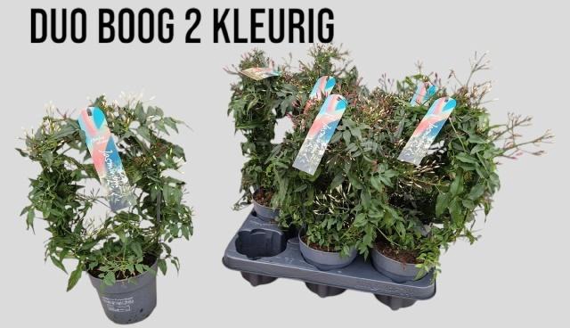 <h4>JASM POLYANTHUM WIT</h4>