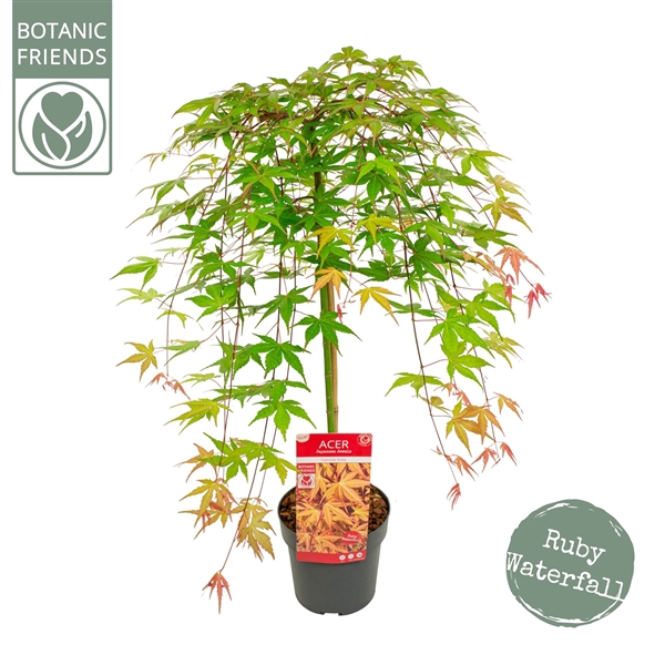 <h4>Acer palm. 'Cascade Ruby' ®</h4>