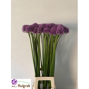 ALLIUM GLADIATOR