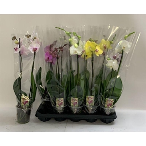 PHAL GEM