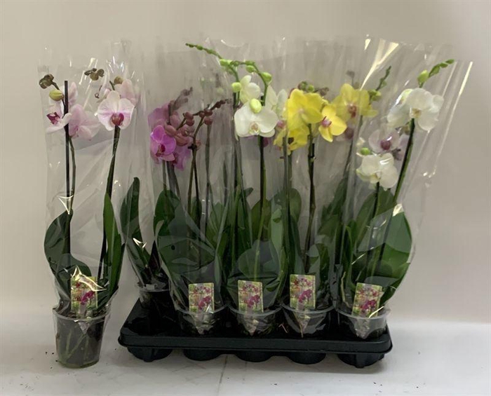 <h4>PHAL GEM</h4>