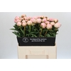 Paeonia Pillow Talk