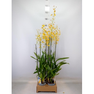 Oncidium   ...