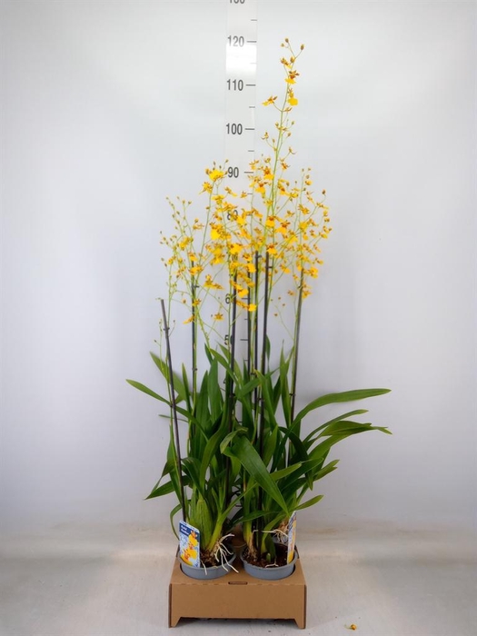 <h4>Oncidium   ...</h4>