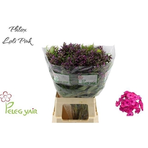 PHLOX P LOLLIPINK