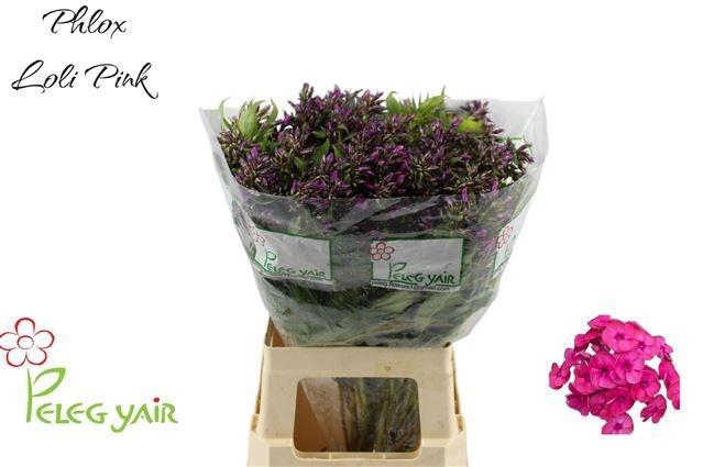 <h4>PHLOX P LOLLIPINK</h4>