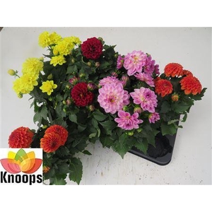 Dahlia Gemengd