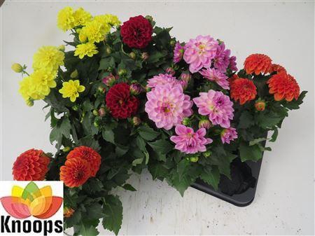 <h4>Dahlia Gemengd</h4>