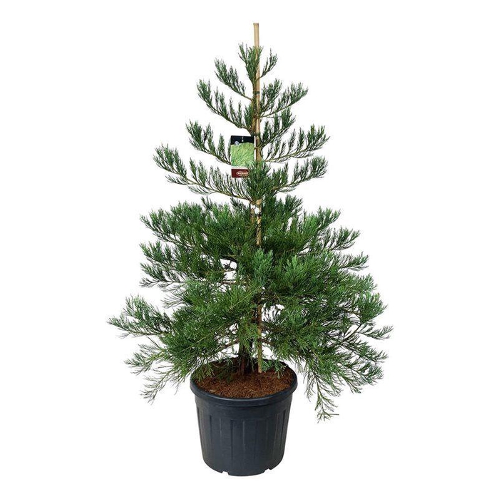 <h4>Sequoiadendron g. 'H. Mammoth Two'</h4>