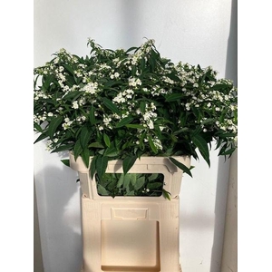 EUPH F T QUICKSILVER