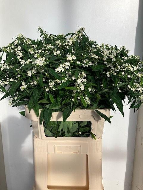 <h4>EUPH F T QUICKSILVER</h4>