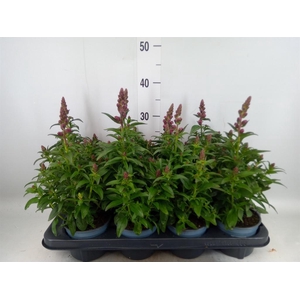 Antirrhinum majus   ...